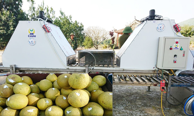 Dây chuyền bảo quản bưởi bằng màng bao của HTX Chí Đám