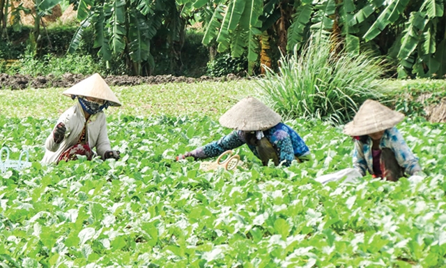 Mô hình trồng rau VietGAP của HTX Mỹ Hòa Hưng