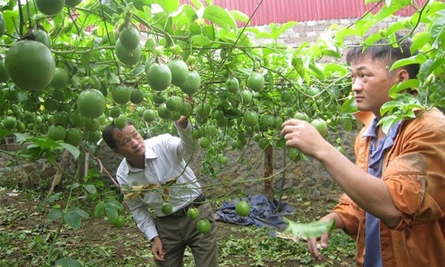 Cây chanh leo của HTX đã thay đổi thói quen canh tác, nếp nghĩ của người dân