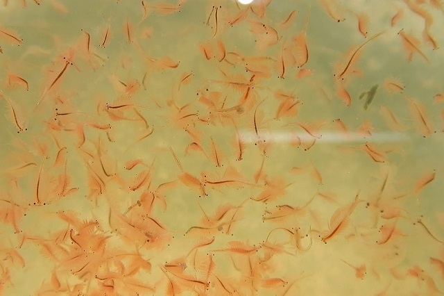 Mở rộng sang nuôi artemia là hướng đi hiệu quả của HTX