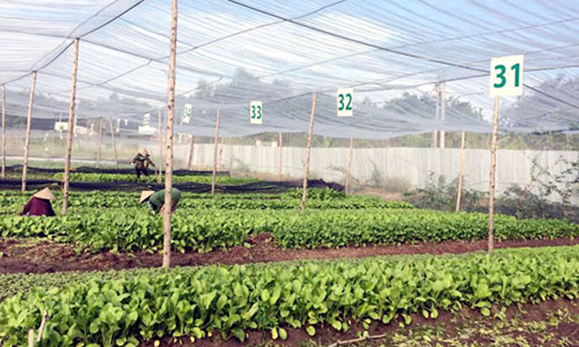 Phù Cừ là HTX đầu tiên trong tỉnh triển khai mô hình sản xuất rau hữu cơ