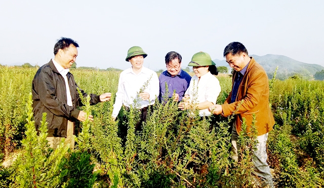 Cây dược liệu đang mở ra hướng đi mới mang lại hiệu quả, an toàn cao cho người dân tỉnh Bắc Giang