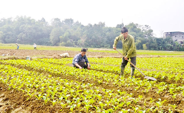 HTX đang trở thành cầu nối liên kết các hộ nông dân sản xuất an toàm và hiệu quả