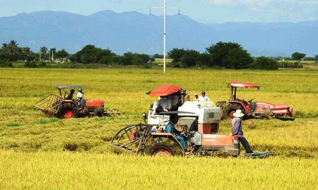 Sản xuất trên cánh đồng lớn đang đem lại hiệu quả cao, an toàn cho người dân Phước Hậu
