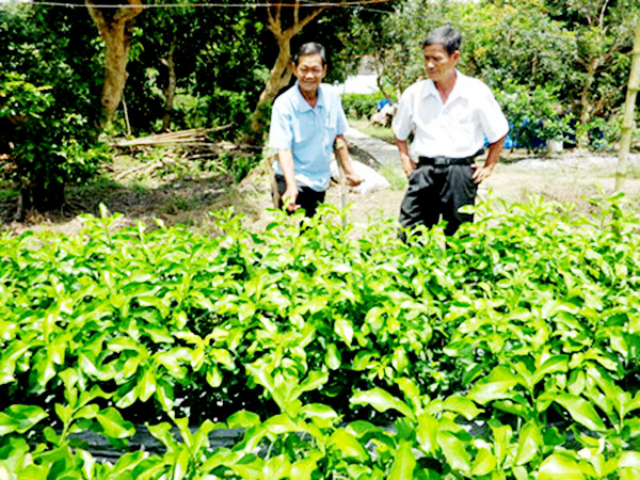 Các HTX cây giống ở Châu Thành đang có nhiều tiềm năng phát triển