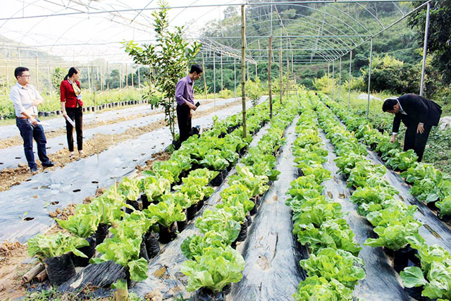 HTX đang trở thành động lực thúc đẩy sản xuất an toàn, mở rộng thị trường tiêu thụ nông sản tại Ba Bể