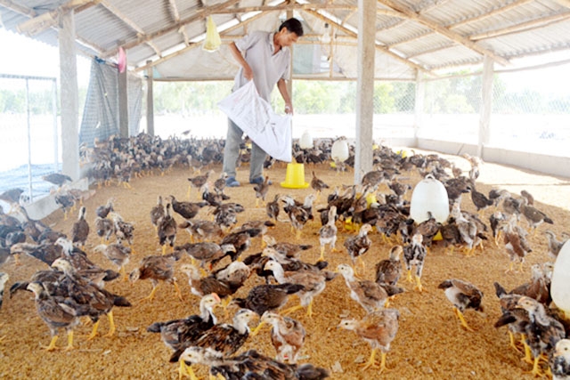 Mô hình nuôi gà trên đệm lót sinh học của HTX đang mang lại lợi ích kép về cả kinh tế, ATLĐ và môi trường