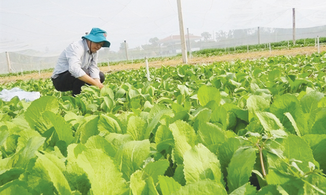 Hợp tác với nông dân, doanh nghiệp vẫn lo nhất là bị phá kèo