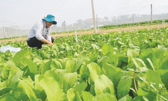 Hợp tác với nông dân, doanh nghiệp vẫn lo nhất là bị phá kèo