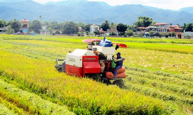 Máy gặt thu hoạch lúa trên cánh đồng của HTX Thanh Yên
