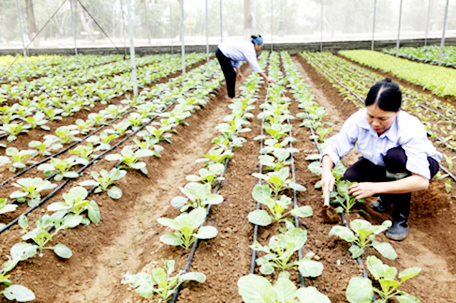 Các HTX chuyên ngành tại Ninh Bình đang cho thấy nhiều tiềm năng phát triển trong tương lai