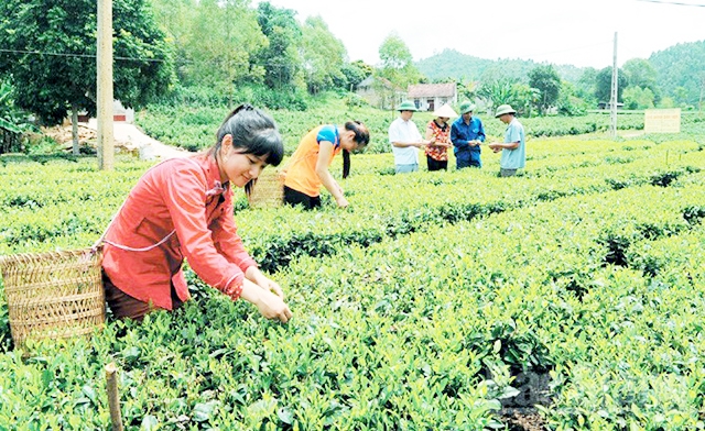 HTX Thân Trường đang đẩy mạnh sản xuất, tiêu thụ chè theo hướng an toàn