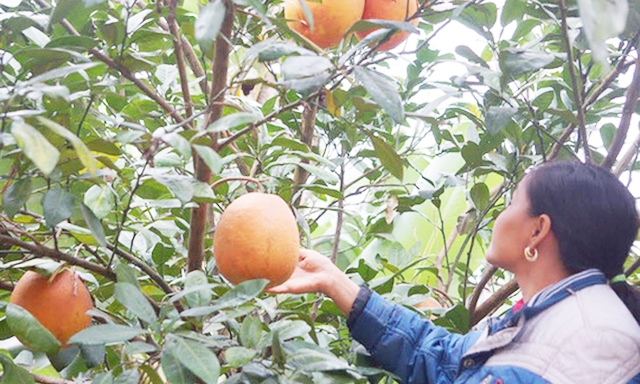 Bưởi đỏ đang là cây chủ lực của HTX