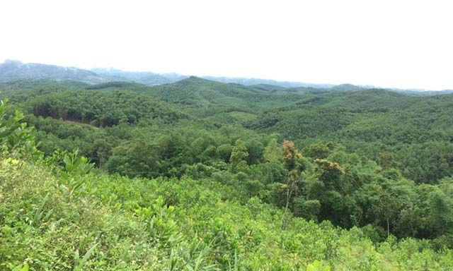 Huyện Con Cuông đang có hàng chục hộ dân chuyển nhượng trái phép đất lâm nghiệp