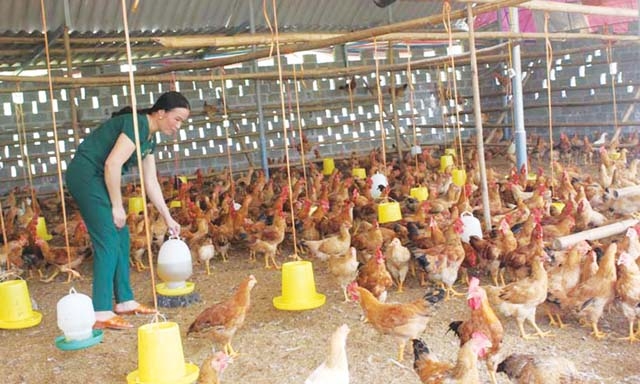 Giám đốc Quách Thị Hòa chăm sóc đàn gà của HTX