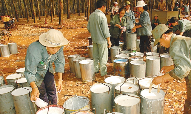 Để tránh phụ thuộc vào thị trường Trung Quốc, các nhà sản xuất, XK cao su cần đa dạng hóa mặt hàng