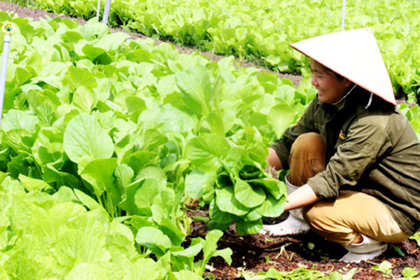 Củ Chi đang vươn mình nhờ hiệu quả của các HTX, mô hình sản xuất nông nghiệp an toàn