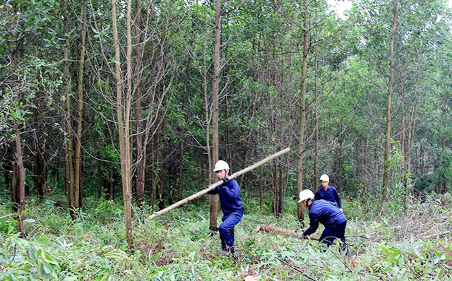 HTX đặt mục tiêu đưa 100% diện tích rừng đạt chuẩn FSC, đảm bảo lợi ích kinh tế, ATLĐ cho thành viên, người trồng rừng