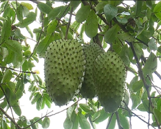 Mãng cầu xiêm của HTX đủ điều kiện cung cấp cho các doanh nghiệp