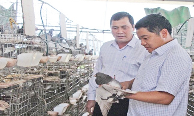 Tham gia HTX Chăn nuôi chim bồ (Chu Điện, Lục Nam), các thành viên có thu nhập khá