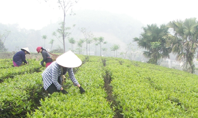 Vùng chè VietGAP của HTX