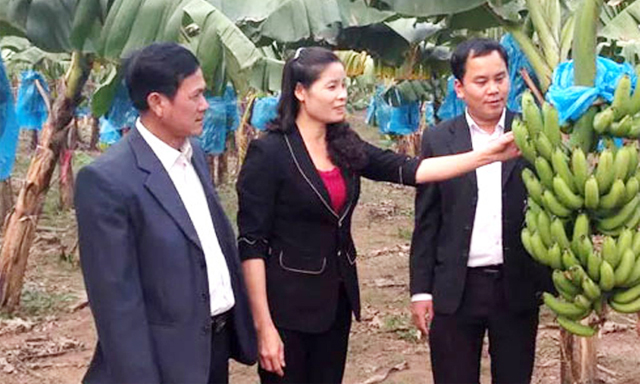 Mô hình trồng chuối tiêu hồng của HTX cho hiệu quả kinh tế cao