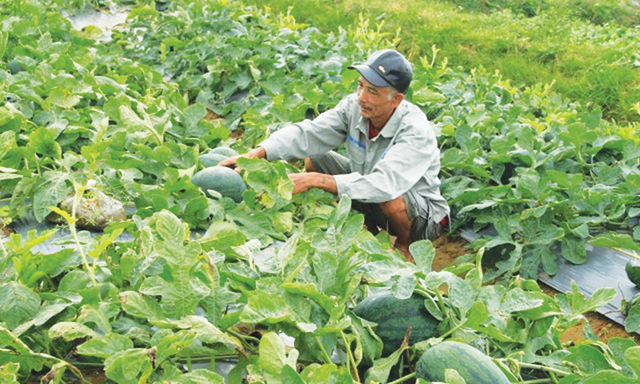 HTX thực sự phát huy vai trò tập hợp, vận động, thay đổi cách nghĩ, cách làm cho nông dân