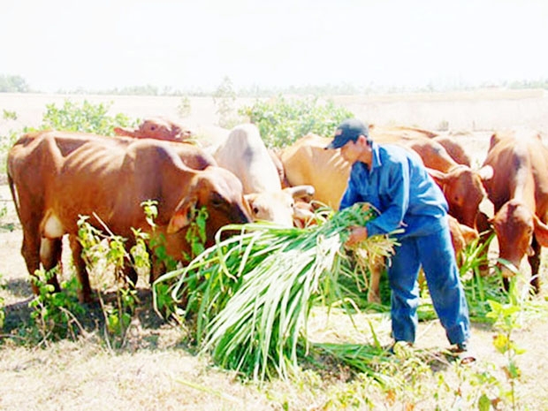 HTX đang mở rộng sản xuất sang phát triển mô hình chăn nuôi bò theo hướng an toàn