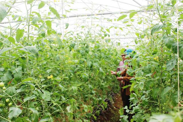 HTX đang tạo bước ngoặt phát triển sản xuất an toàn, mở ra hướng đi bền vững trong sản xuất nông nghiệp tại địa phương