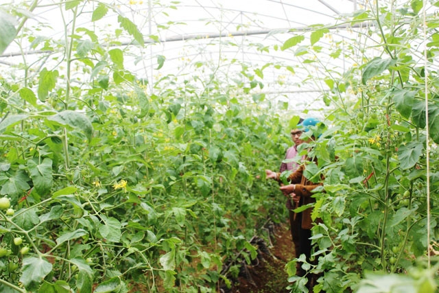 HTX đang tạo bước ngoặt phát triển sản xuất an toàn, mở ra hướng đi bền vững trong sản xuất nông nghiệp tại địa phương