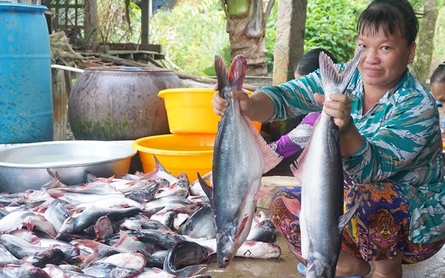 Theo thường lệ, giá cá tra sẽ tốt ở thời điểm cuối năm.