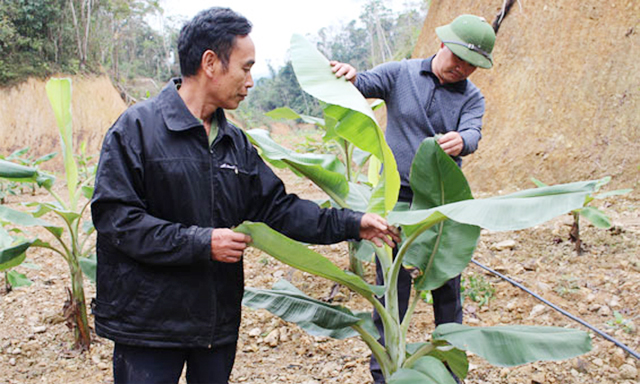 Cây chuối tây Thái Lan đang mang lại hiệu quả cao cho HTX Thịnh Vượng