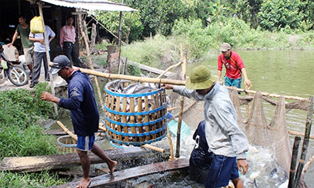 Hoạt động NTTS ở Hậu Giang đã có những bước phát triển mạnh mẽ