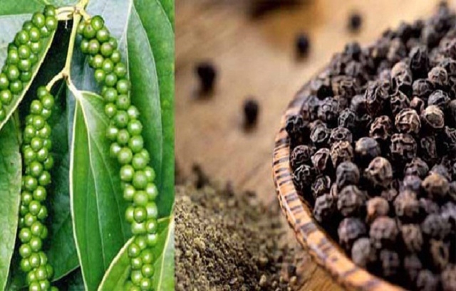 Giá tiêu đen xô tại các các vùng sản xuất chính trong nước tăng thêm 1.000 đồng/kg.