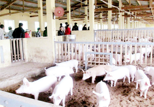 Các mô hình chăn nuôi an toàn sinh học tại Nam Định đang phát triển mạnh, đem lại hiệu quả cao