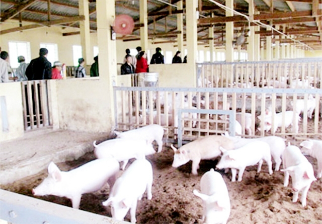 Các mô hình chăn nuôi an toàn sinh học tại Nam Định đang phát triển mạnh, đem lại hiệu quả cao