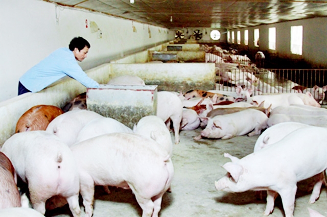 Hà Quảng đang chú trọng phát triển chăn nuôi theo chuỗi giá trị