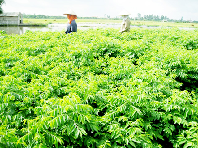 Mô hình trồng rau ngót an toàn của HTX đang cho thu nhập 700 triệu đồng/ha