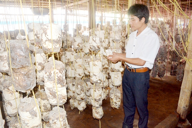 Một góc trang trại nấm của HTX nấm Bình Yên