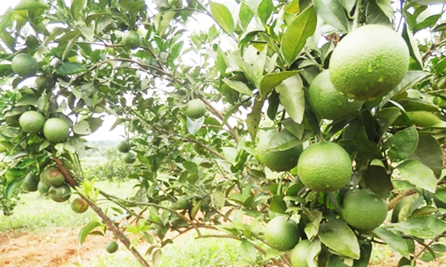 Cam Vinh - đặc sản của Nghệ An