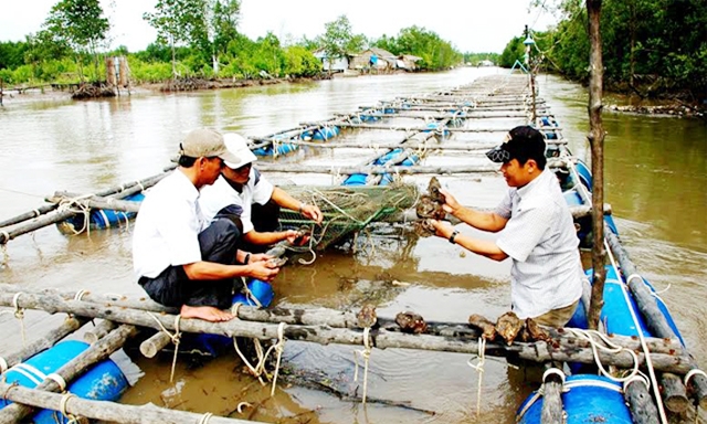 Hệ thống lồng nuôi hàu của HTX