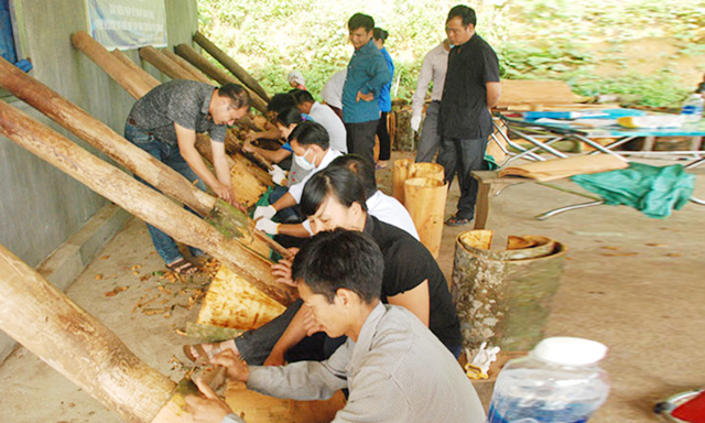 HTX đang tiêu thụ trên 1.200 tấn quế vỏ/năm