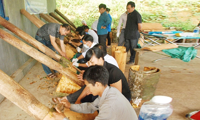 HTX đang tiêu thụ trên 1.200 tấn quế vỏ/năm