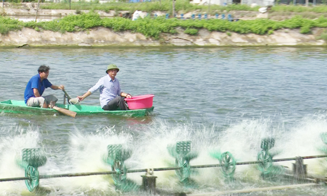 Ông Hoàng Xuân Tin cho tôm ăn