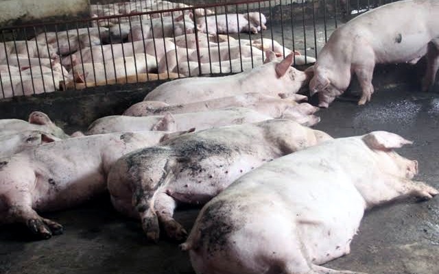 Dịch tả lợn châu Phi chưa có thuốc đặc trị.