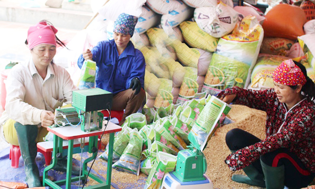 Sản xuất lúa giống đang là dịch vụ chủ lực của HTX với sản lượng trên 120 tấn/năm