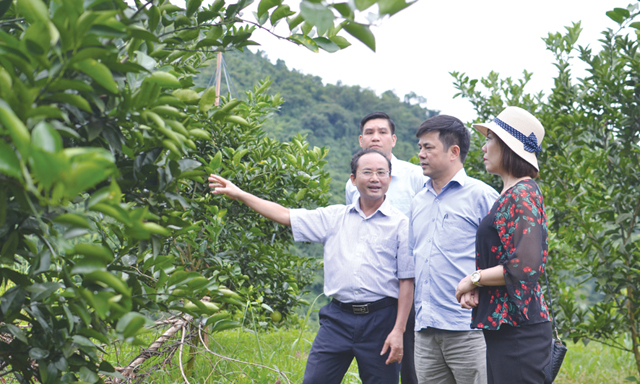 Phó Chủ tịch Nguyễn Văn Thịnh thăm mô hình trồng cam tại Cao Phong