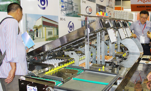 Xuất khẩu trứng mang lại tín hiệu lạc quan cho chăn nuôi gia cầm