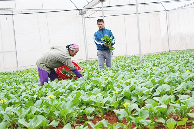 Các HTX đang góp phần thay đổi cơ cấu nông nghiệp, phát triển sản xuất an toàn tại Hiệp Hòa