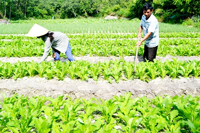 Các HTX nông nghiệp có đóng góp tích cực vào xây dựng NTM ở Thăng Bình